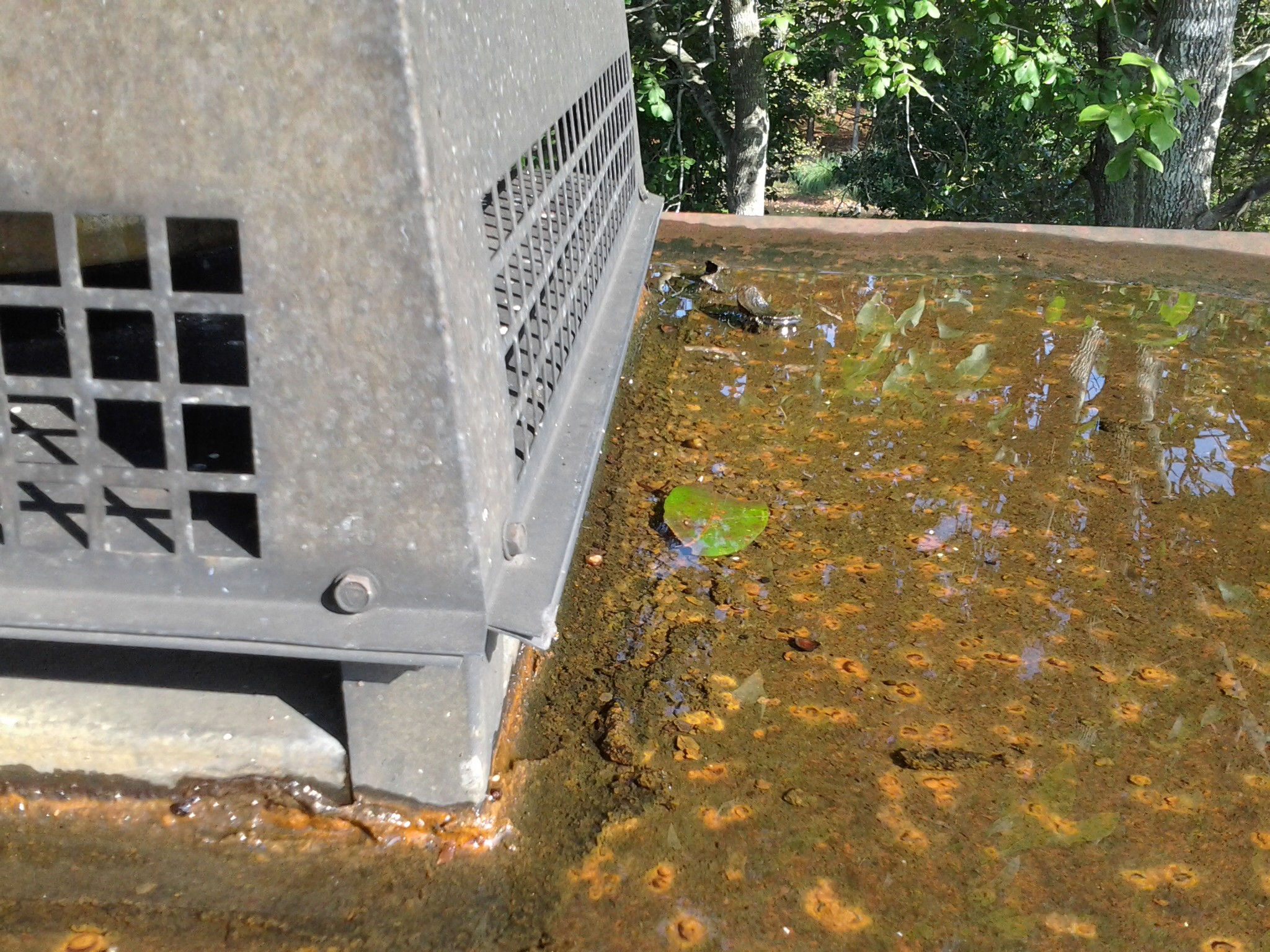 Summerville Chimney Caps Flowertown Gas Fireplace and Chimney Service